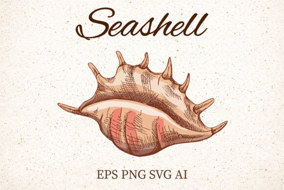 Vintage Seashell Graphics for Editorial and Web Design